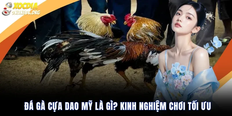 Đá gà cựa dao Mỹ là gì? Kinh nghiệm chơi tối ưu trong 2026