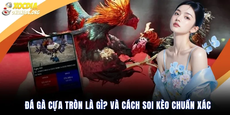 Đá gà cựa tròn là gì? và cách soi kèo chuẩn xác